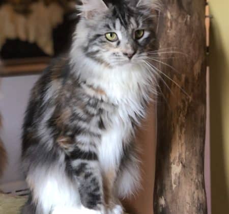 maine coon tortie silver