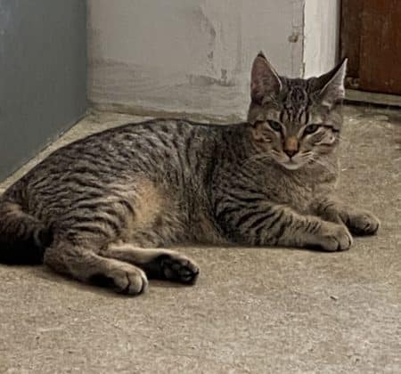 pixie bob male brown spotted tabby